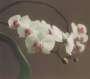 Gerhard Richter: Orchid I - Signed Print