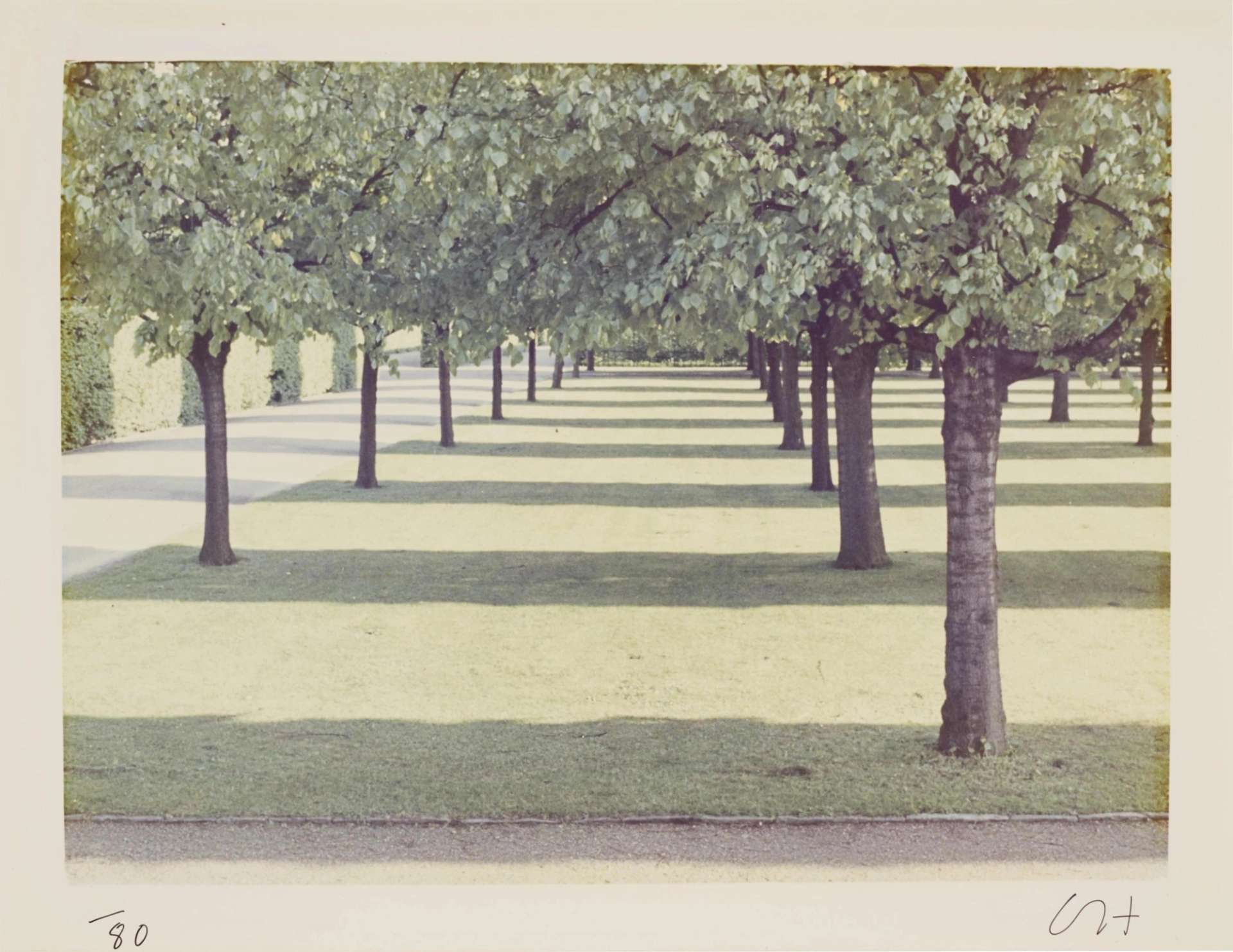 This photograph by artist David Hockney shows a wooded park in the sunshine.
