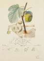 Salvador Dali: Homme Figuier (Flordali, Les Fruits) - Signed Print