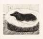 David Hockney: Dog Etching No. 5 - Signed Print