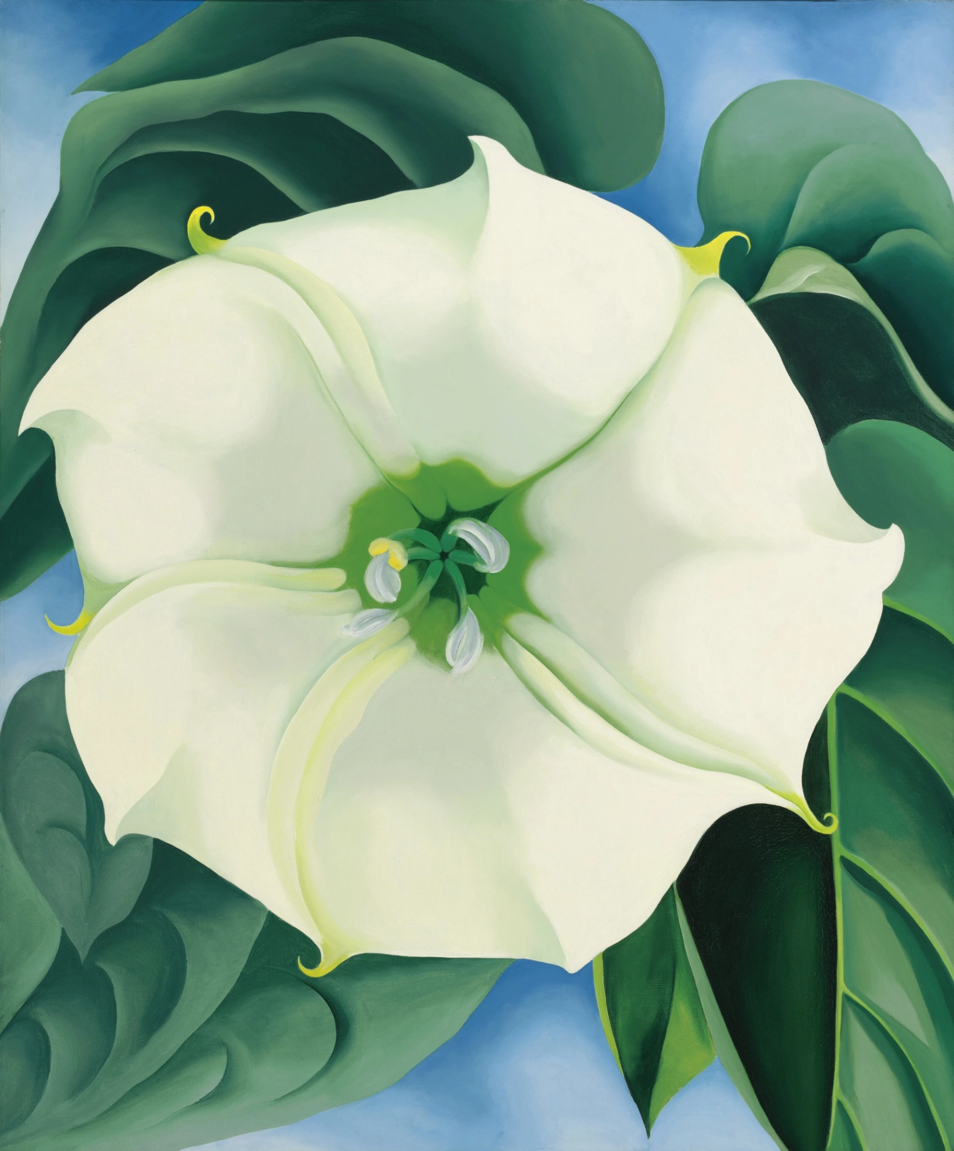 This painting by Georgia O'Keeffe shows the close-up of a white flower, surroundedm by green foliage against a 