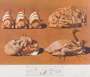 Salvador Dali: Les Caprices Pincés Princiers (Les Diners De Gala) - Signed Print