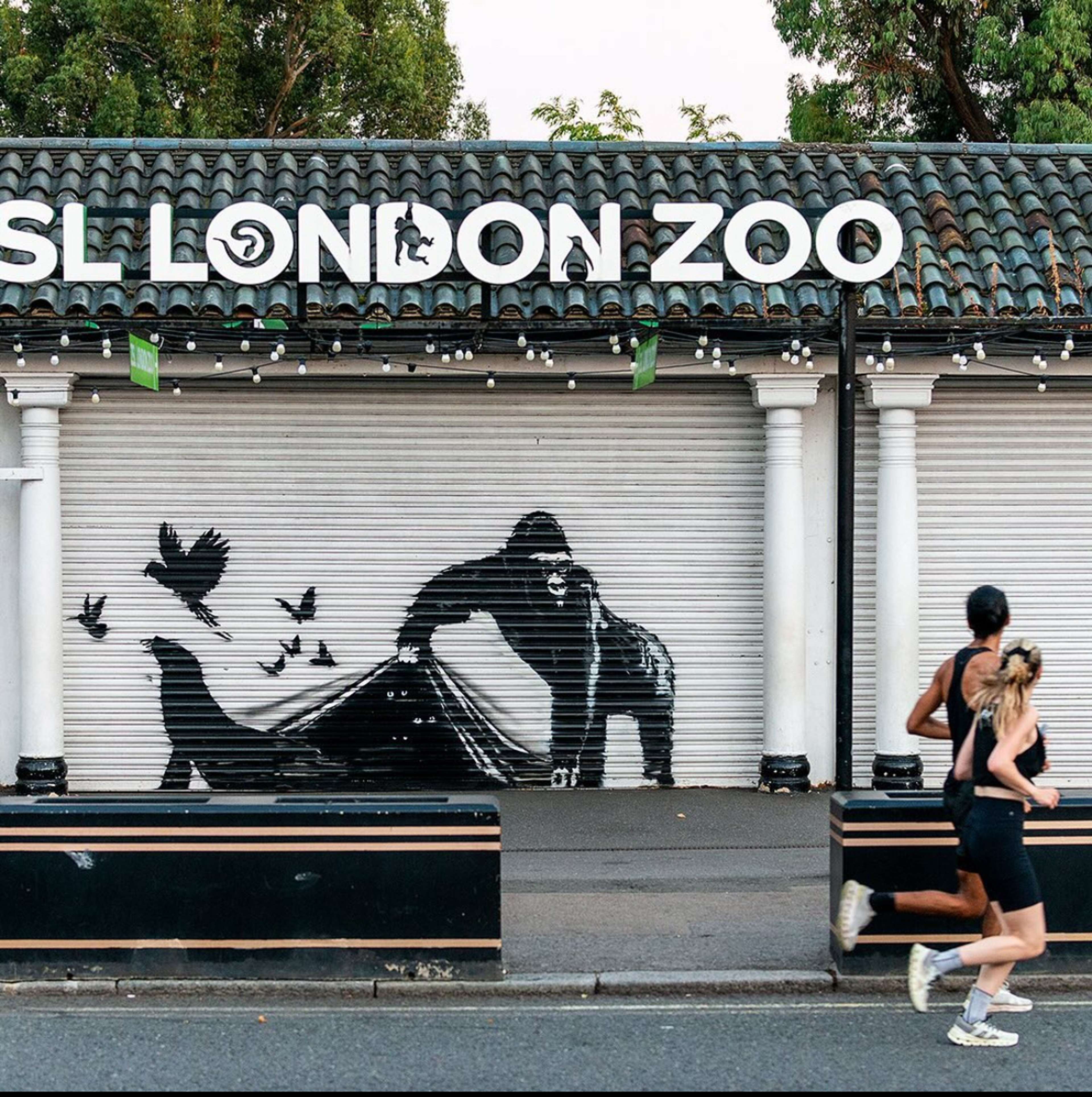 Banksy's Gorilla, London Zoo © Banksy 2024 