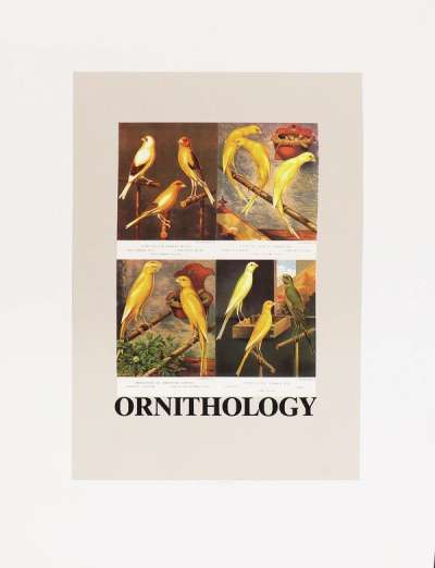 O Is For Ornithology - Signed Print by Peter Blake 1991 - MyArtBroker