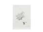 Cy Twombly: Ficus Carica - Signed Print