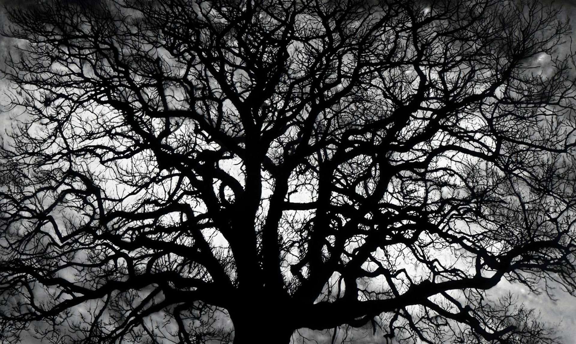 Untitled (Tree) - Signed Print by Robert Longo 2018 - MyArtBroker