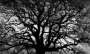 Robert Longo: Untitled (Tree) - Signed Print