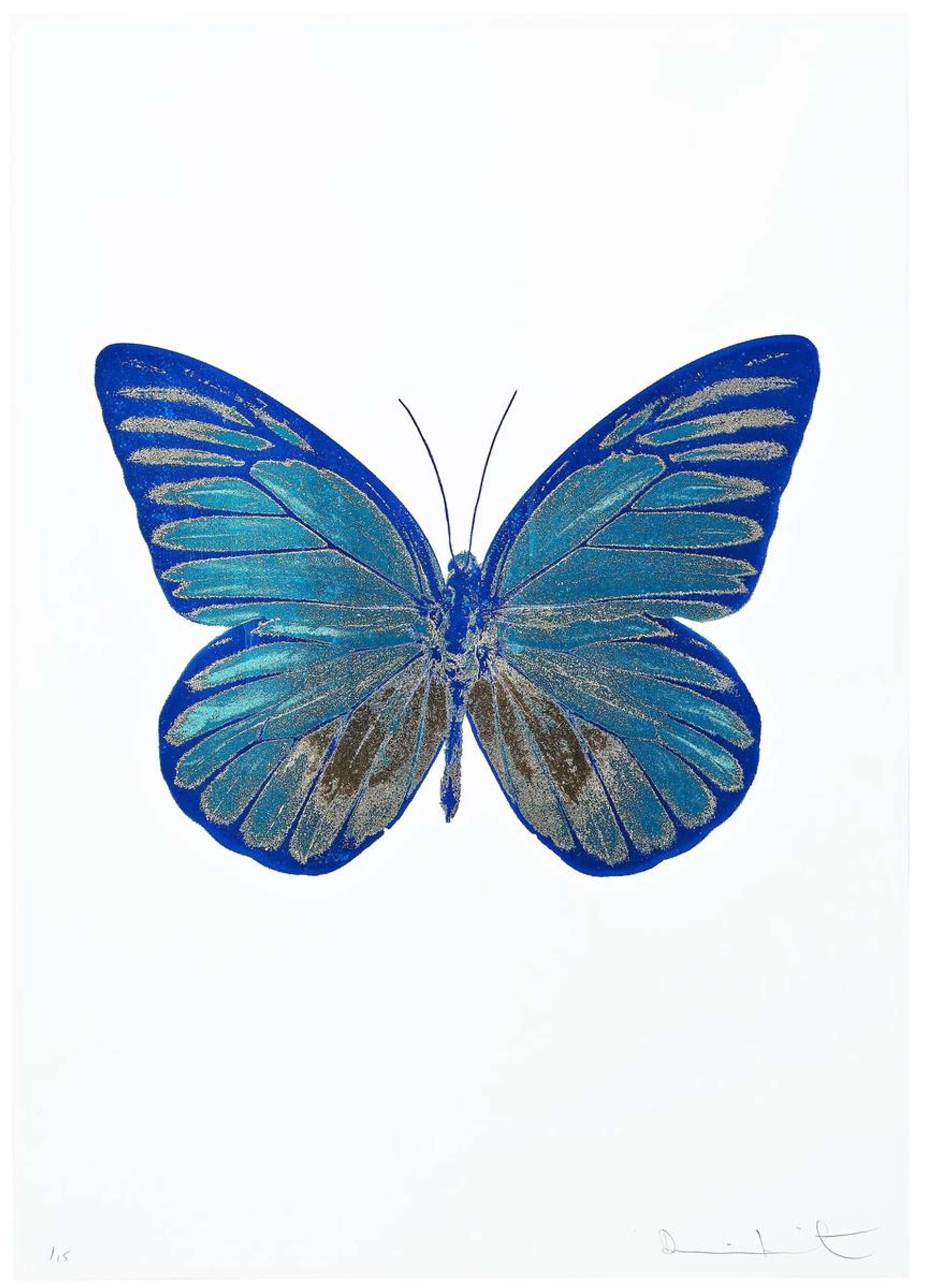 The print shows a large butterfly with its wings outspread, set against a white backdrop. Depicted in topaz, gold and blue, the image of the butterfly has been rendered flat and simplified into block colours, obscuring the fine detail of the real butterfly wings.