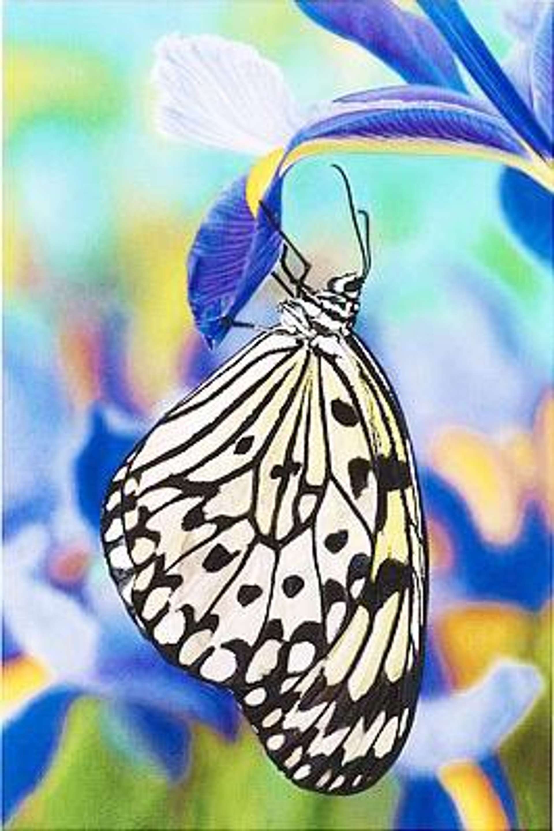 Damien Hirst: Paper Kite Butterfly On Spanish Iris - Signed Print