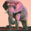 African Elephant (F. & S. II.293) - Signed Print