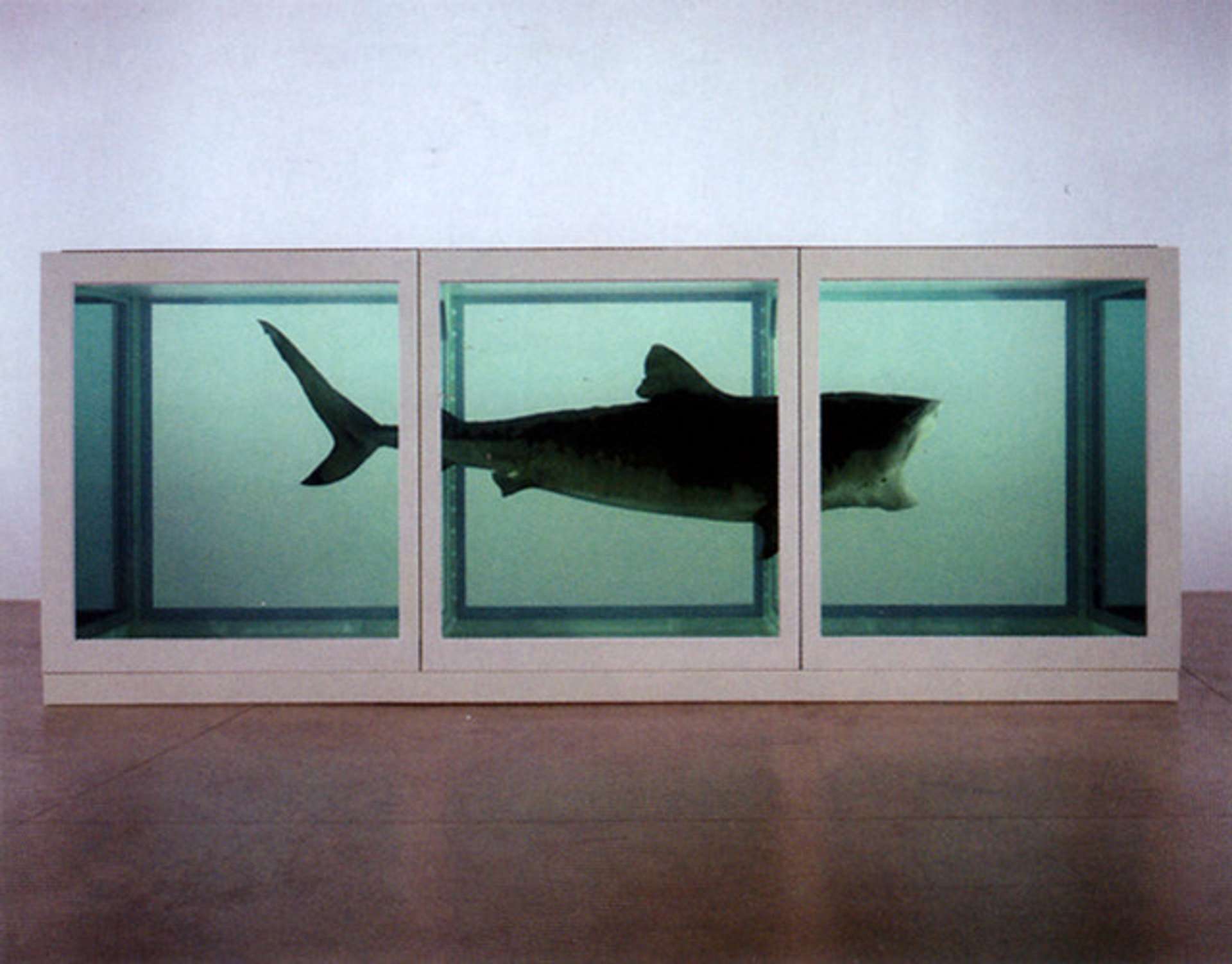 A preserved tiger shark suspended in a glass tank filled with formaldehyde, titled "The Physical Impossibility of Death in the Mind of Someone Living" by Damien Hirst, 1991.