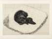 Dog Etching No. 12 - Signed Print