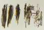 Joan Mitchell: Trees II - Signed Print