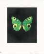 Damien Hirst: Fate - Signed Print