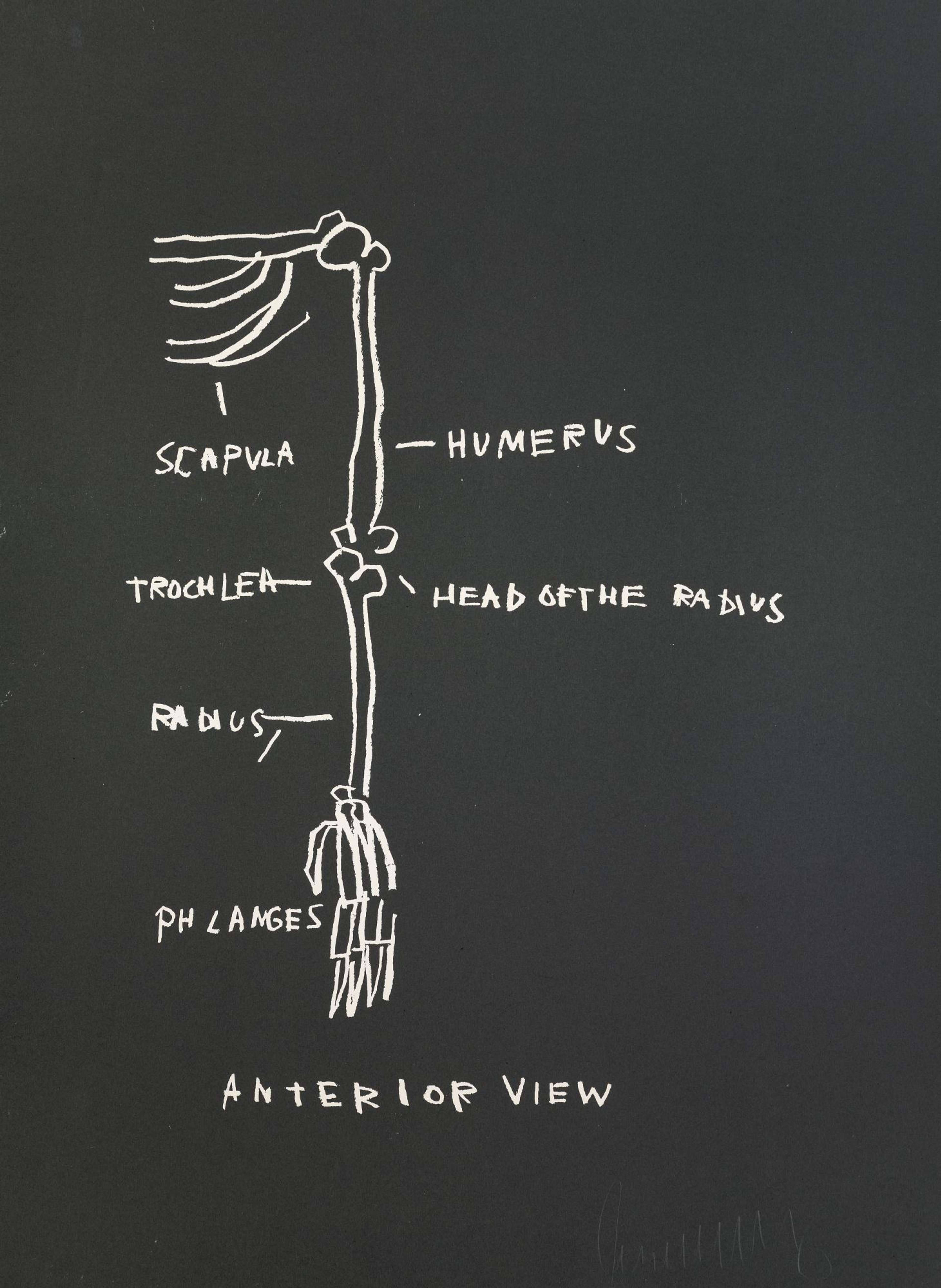 Anterior View is a drawing of the anatomy of an arm depicted from behind. We can see labels for the scapula, humerus, head of the radius, trochlea, radius and phalanges. 