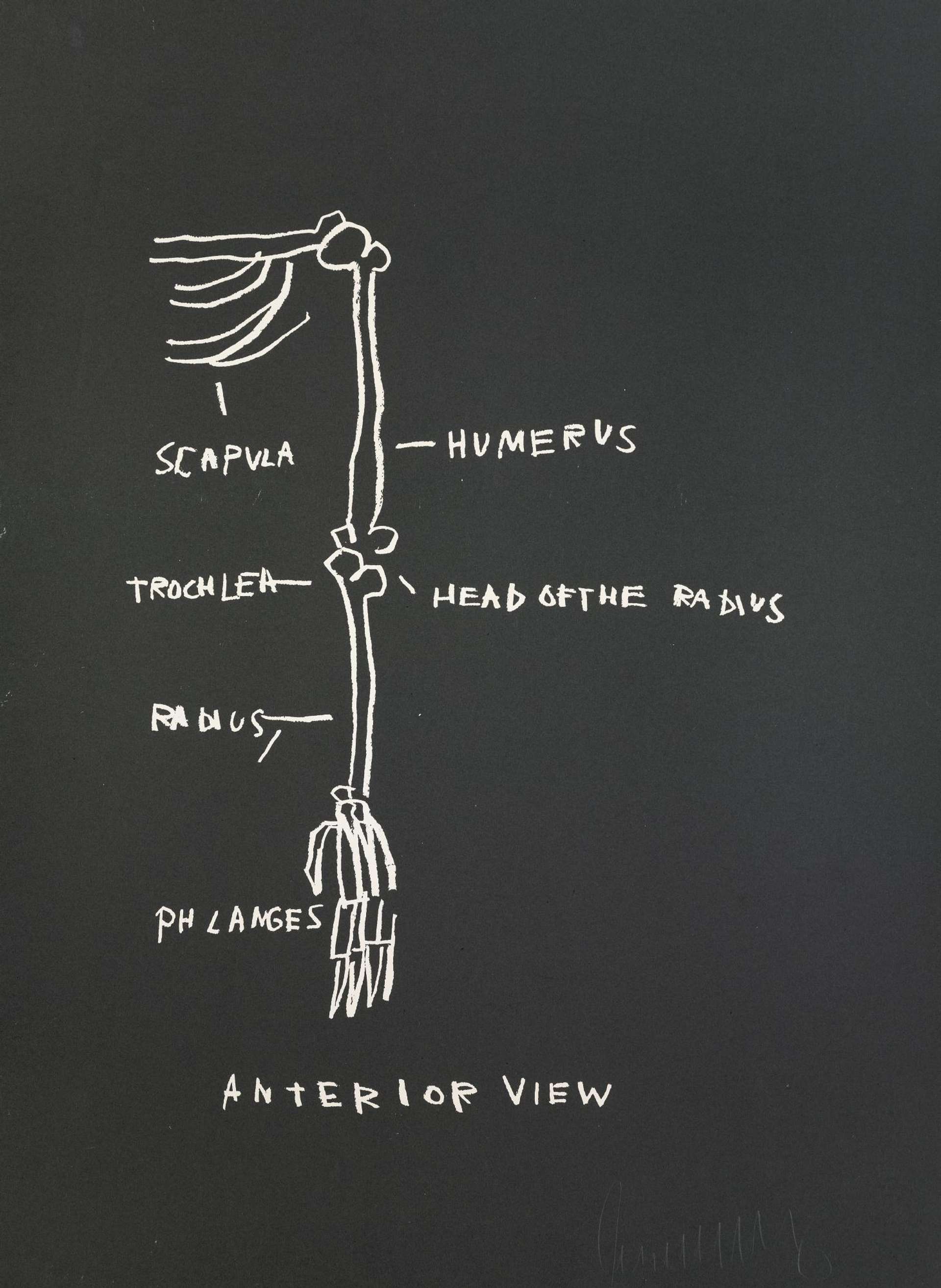 An image of the artwork Anatomy, Anterior View by Basquiat. It shows a drawing of a right arm’s bones, white against a black background, with specific sections such as “phlanges” (sic), “scapula” and “humerus” labelled.