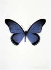 The Souls IV (cornflower blue, raven black) - Signed Print