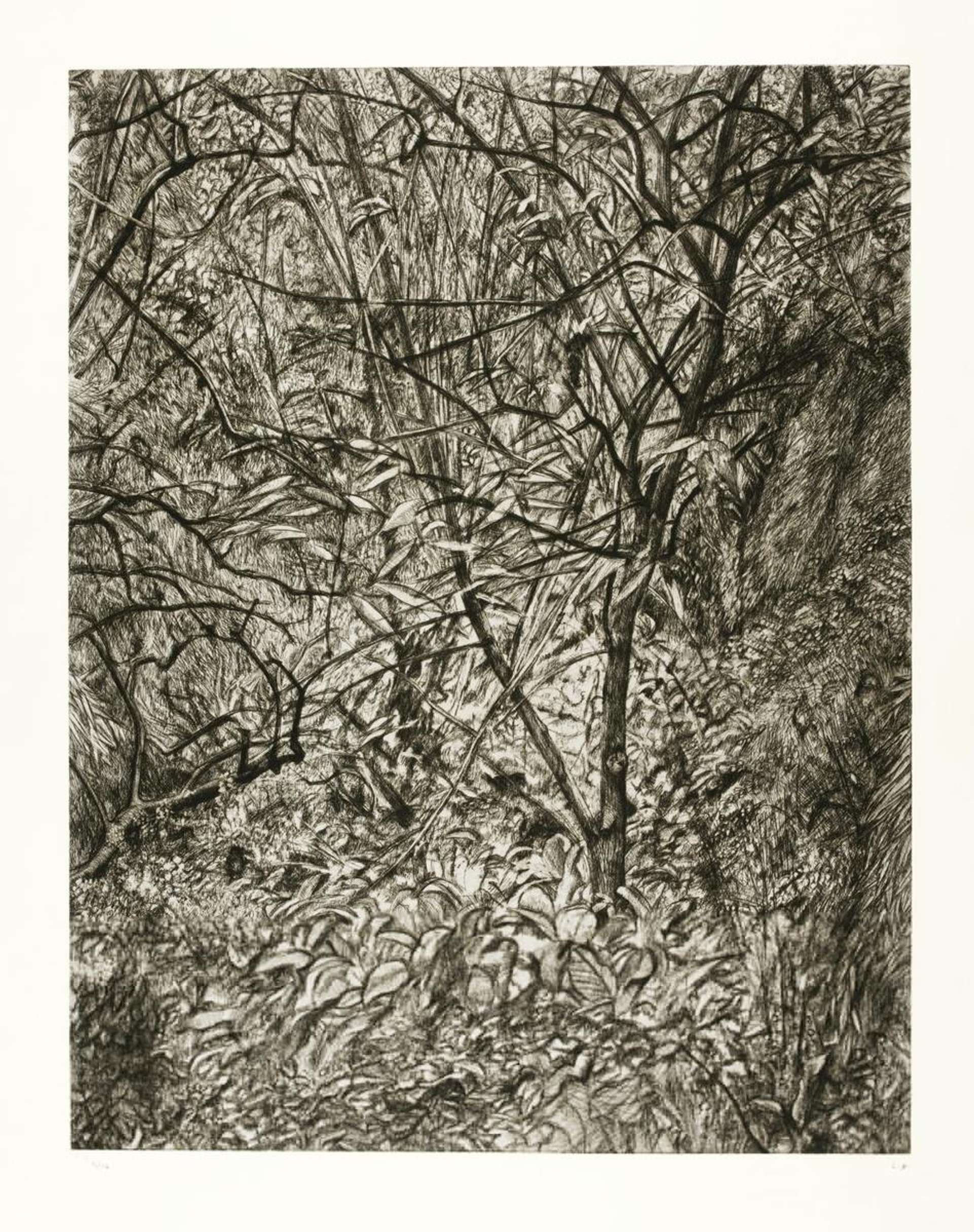 Garden In Winter - Signed Print by Lucian Freud 1997 - MyArtBroker