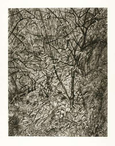 Garden In Winter - Signed Print by Lucian Freud 1997 - MyArtBroker
