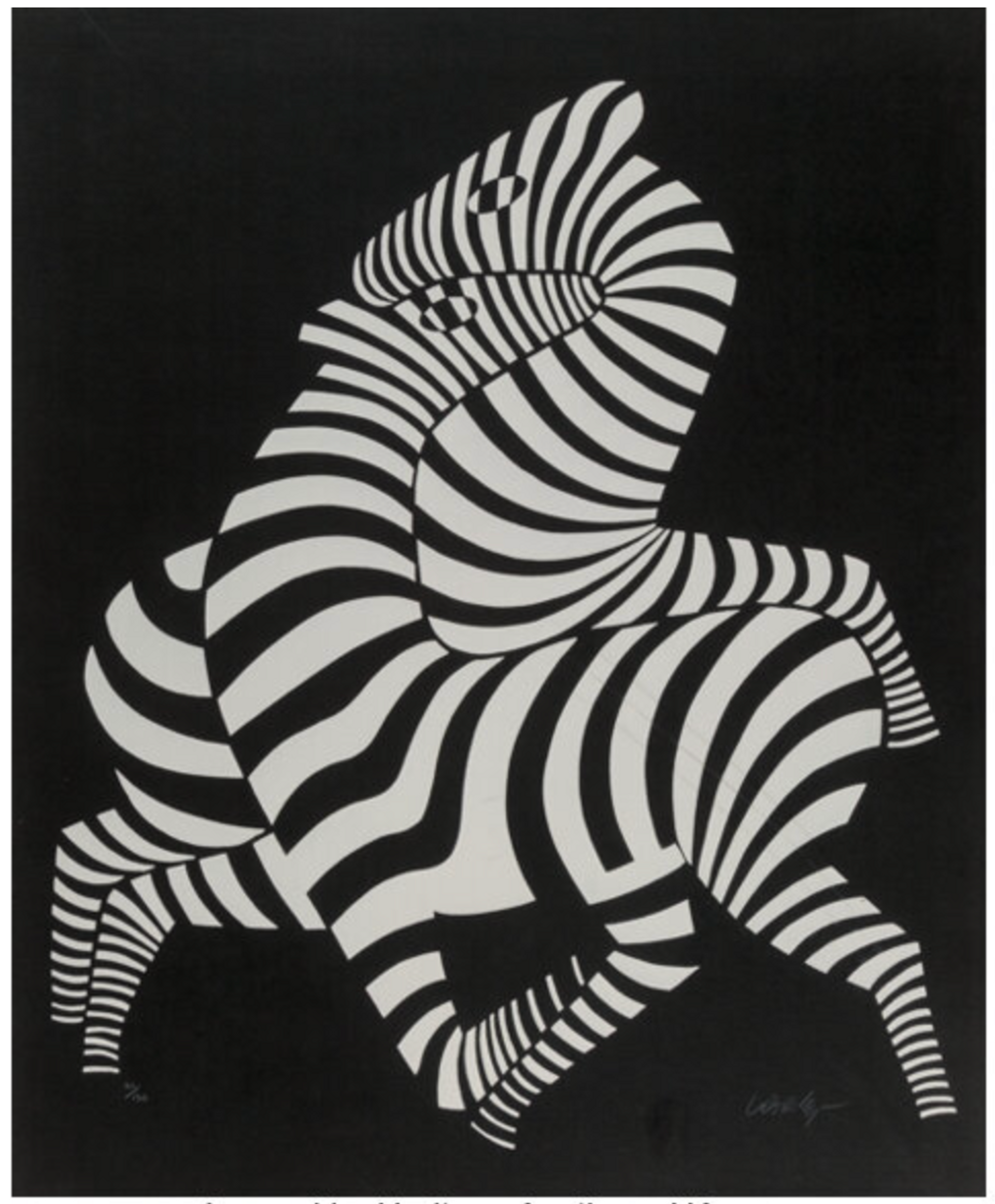 Two zebras intertwined by the neck and limbs creating an optical illusion aganist a black background.