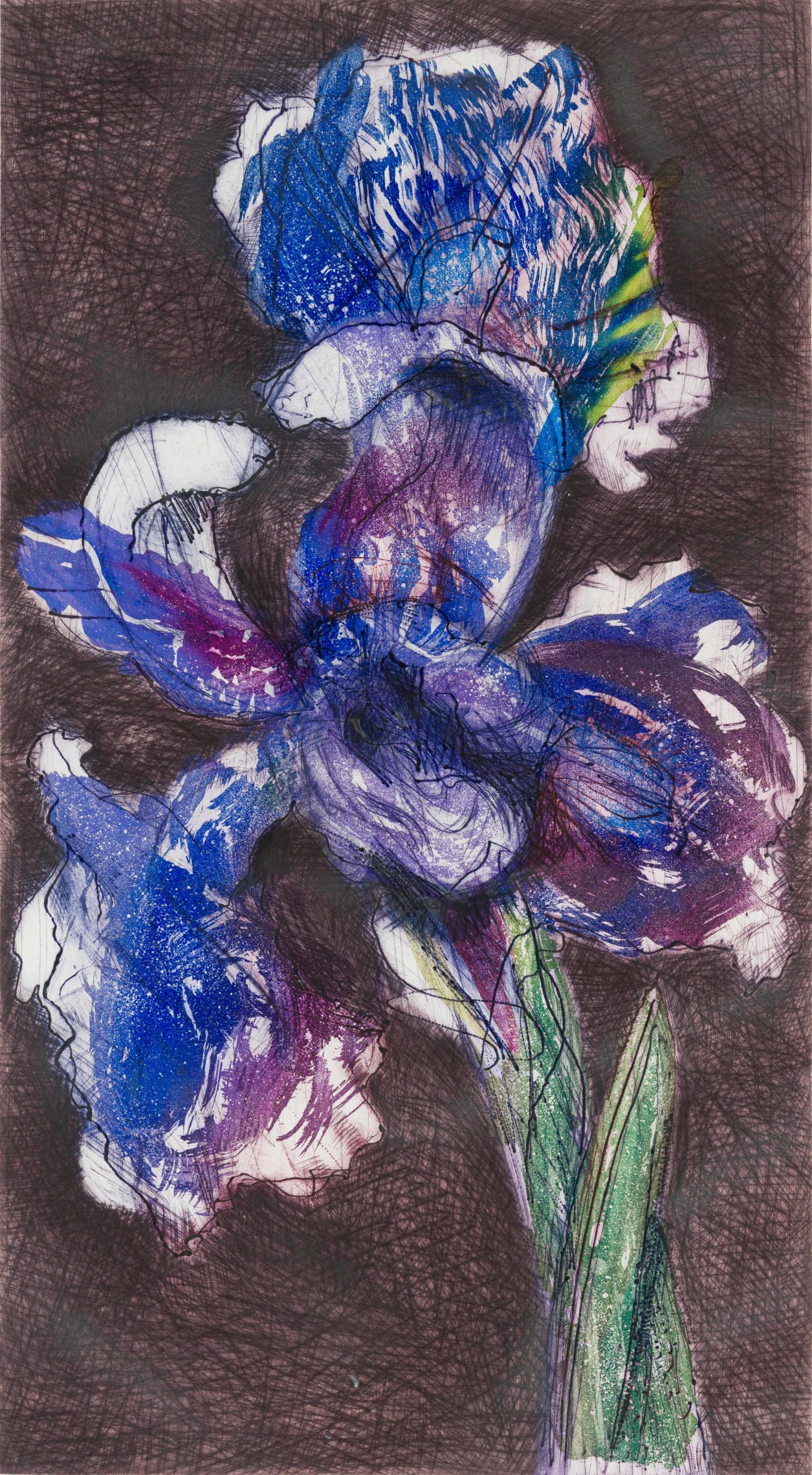 William Kentridge Dutch Iris II (Signed Print) 1993 | MyArtBroker