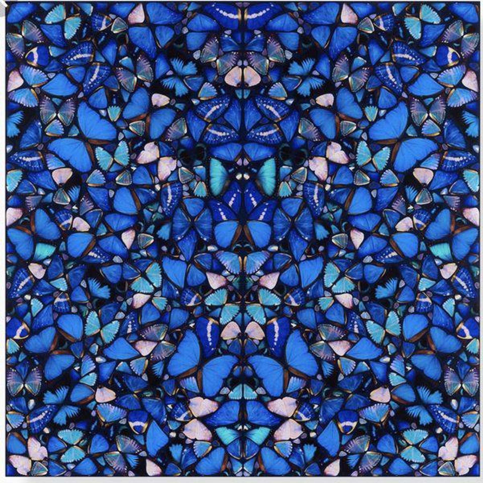 An image of Damien Hirst's artwork titled H6-1 Mercy. The piece features a mosaic composition of butterflies in various shades of blue.