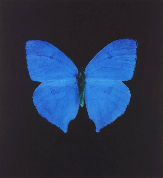 レア　2005年　ダミアン・ハースト　The Butterfly　蝶　サイン ダミアン・ハースト(Damien Hirst)「SPIN PAINTING(BUTTERFLY