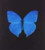 Damien Hirst: Butterfly Blue - Signed Print