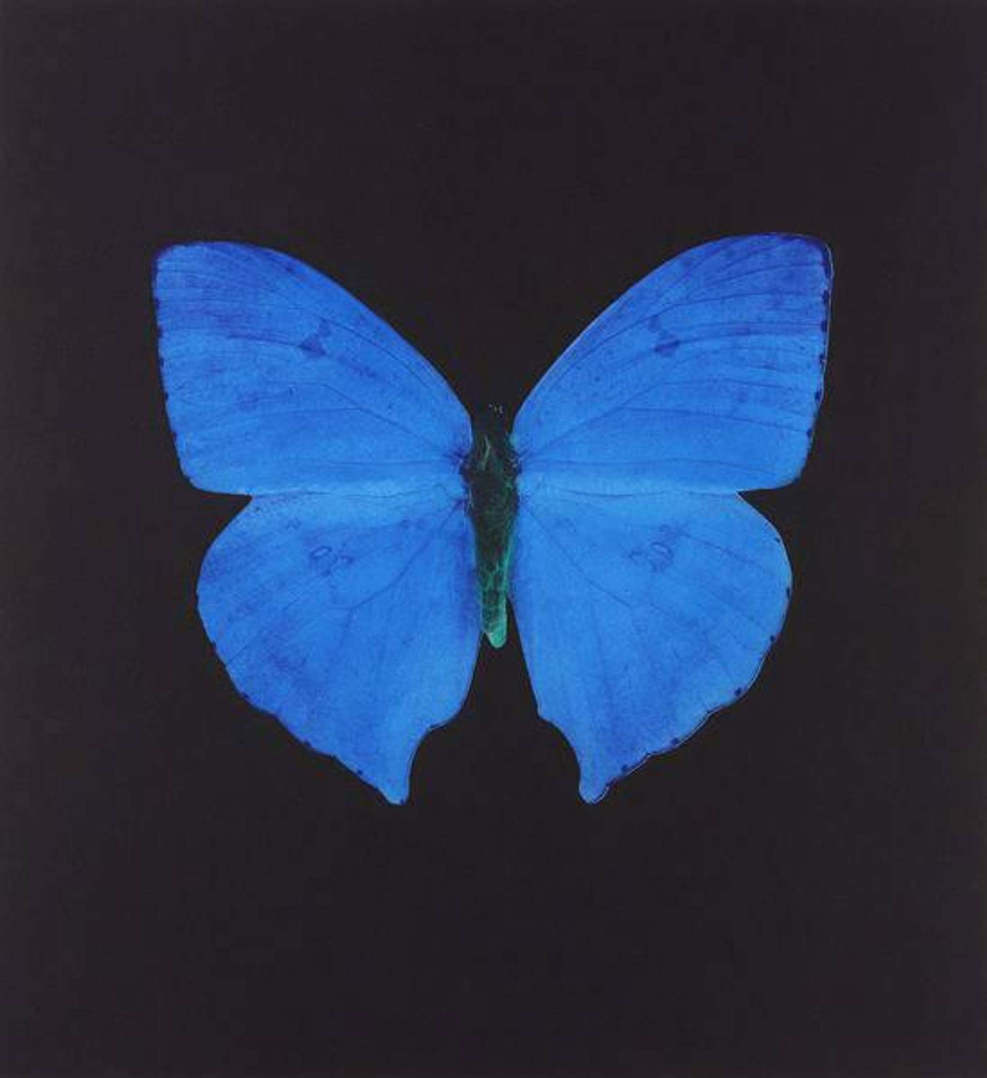 Damien Hirst: Butterfly Blue - Signed Print