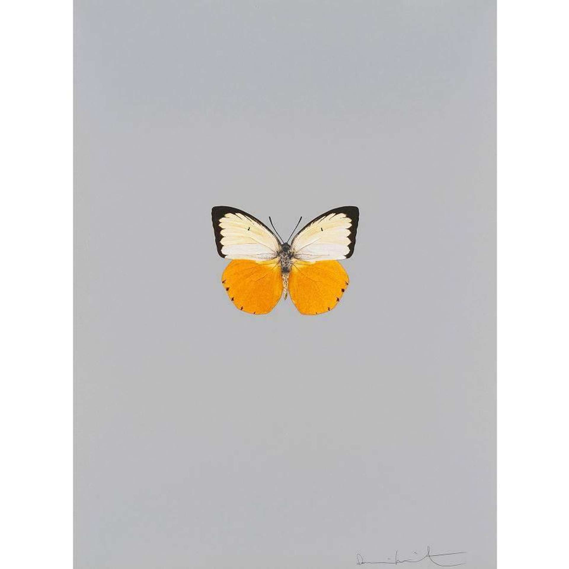 Damien Hirst: It’s A Beautiful Day 4 - Signed Print