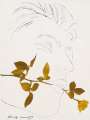 Andy Warhol: A Gold Book: Man With Rose (F. & S. IV.108) - Unsigned Print