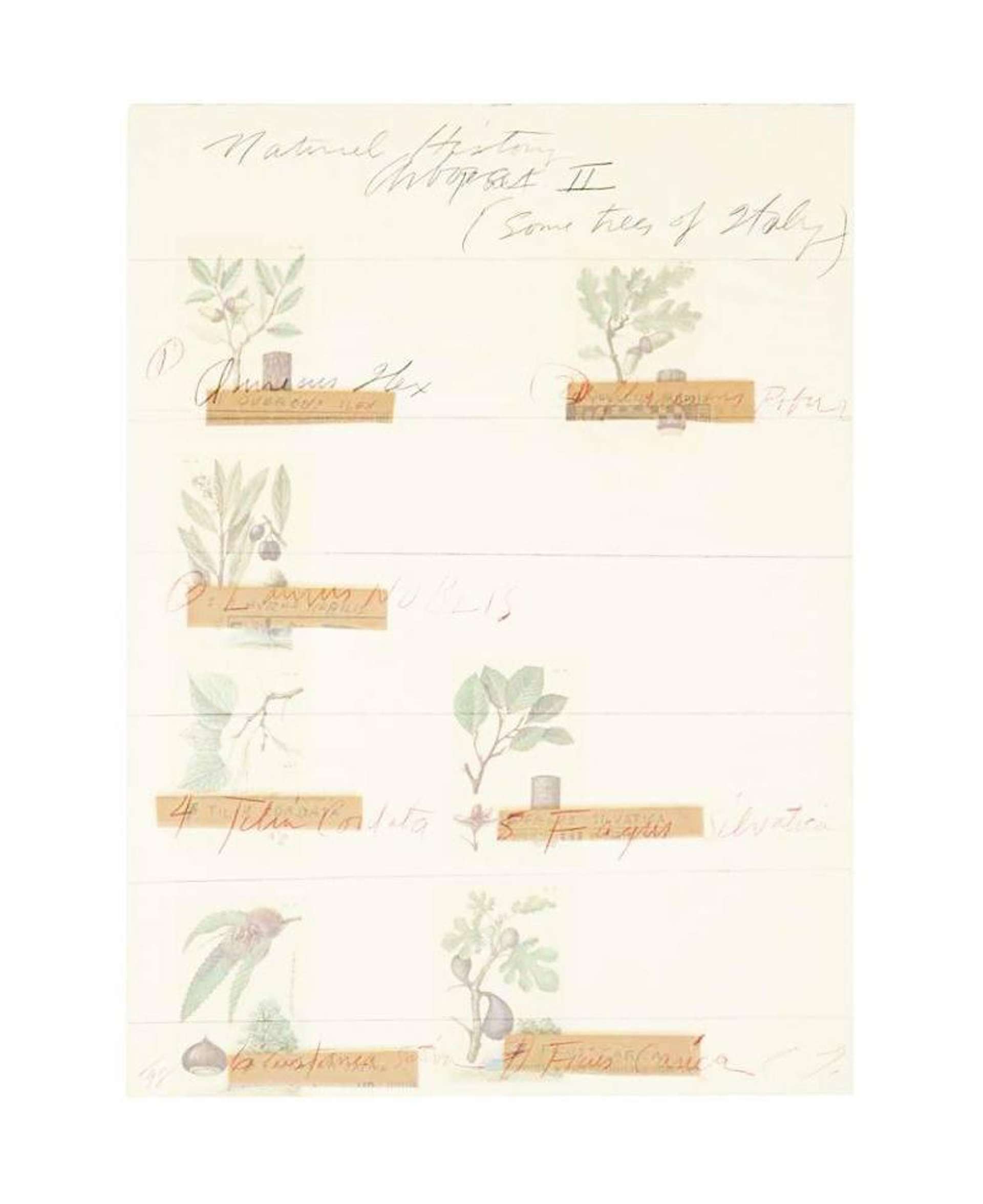 Title Page (from Natural History Part II - Some Trees Of Italy) - Signed Print by Cy Twombly 1975 - MyArtBroker