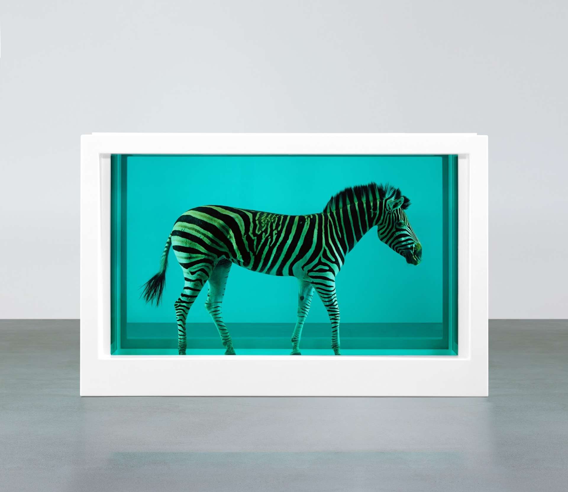An image of the artwork The Incredible Journey by Damien Hirst. It is composed of a zebra’s body, immersed in formaldehyde. The tank containing the animal is encased in a white frame.
