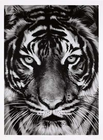 Tiger - Signed Print by Robert Longo 2011 - MyArtBroker