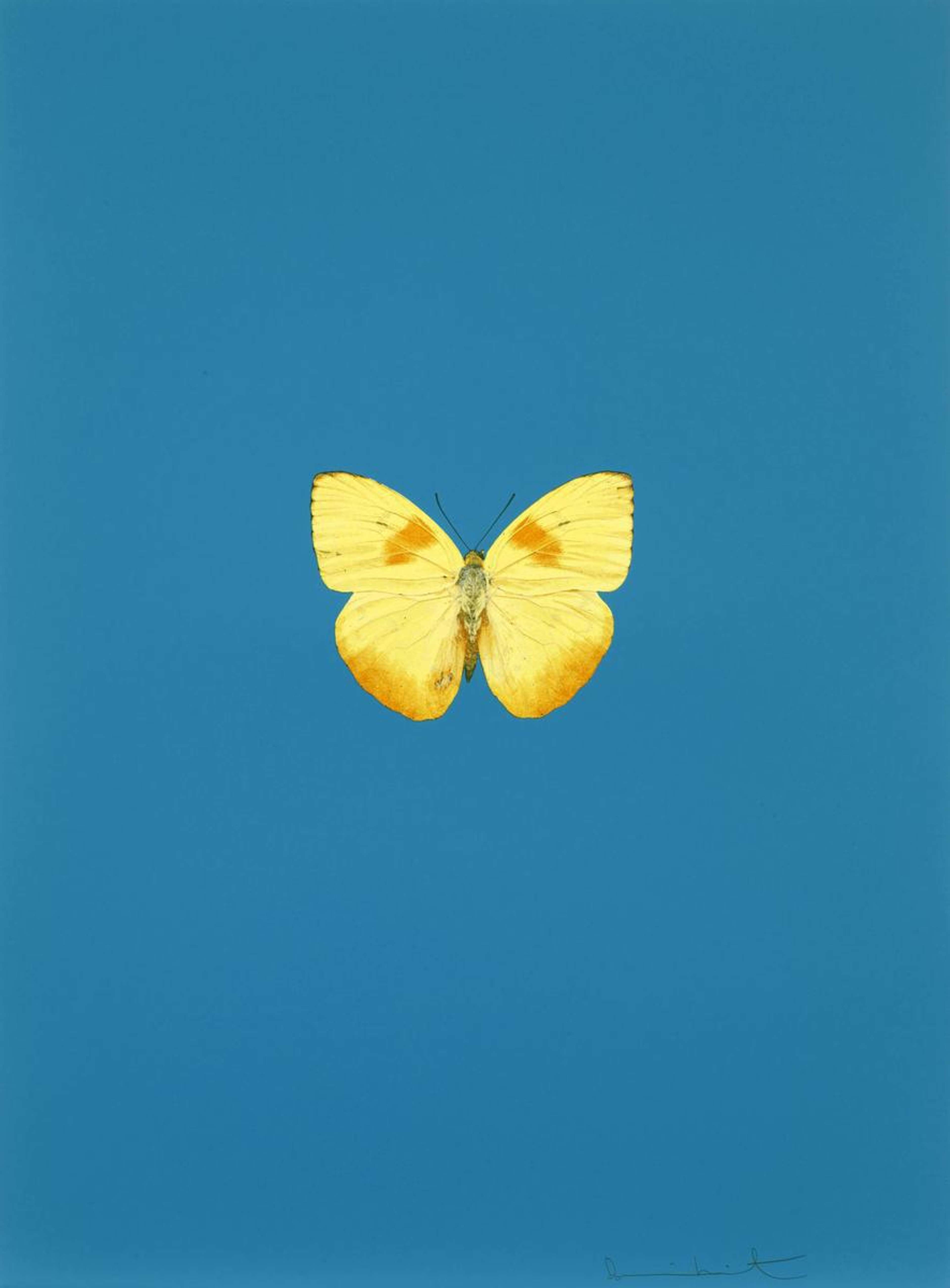 It’s a Beautiful Day 6 - Signed Print by Damien Hirst 2013 - MyArtBroker