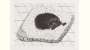 David Hockney: Dog Etching No. 4 - Signed Print