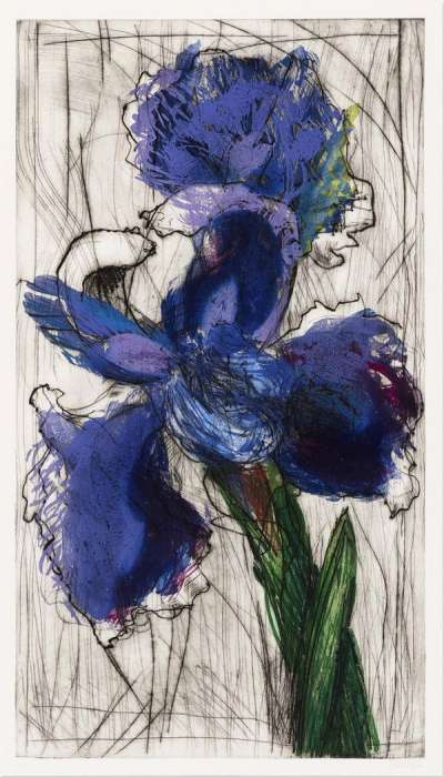 Dutch Iris - Signed Print by William Kentridge 1994 - MyArtBroker