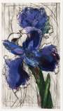 William Kentridge: Dutch Iris - Signed Print