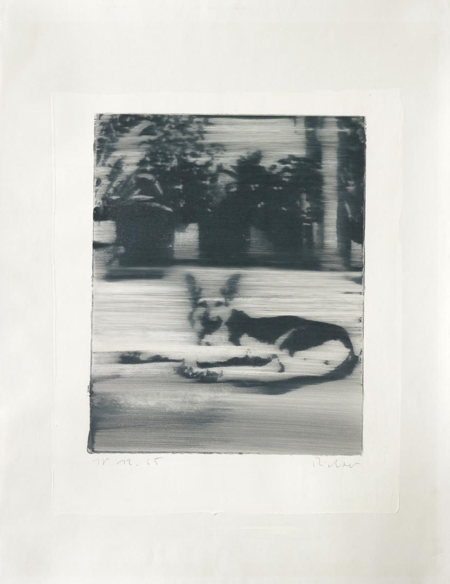 Gerhard Richter Hund (Signed Print) 1965 | MyArtBroker