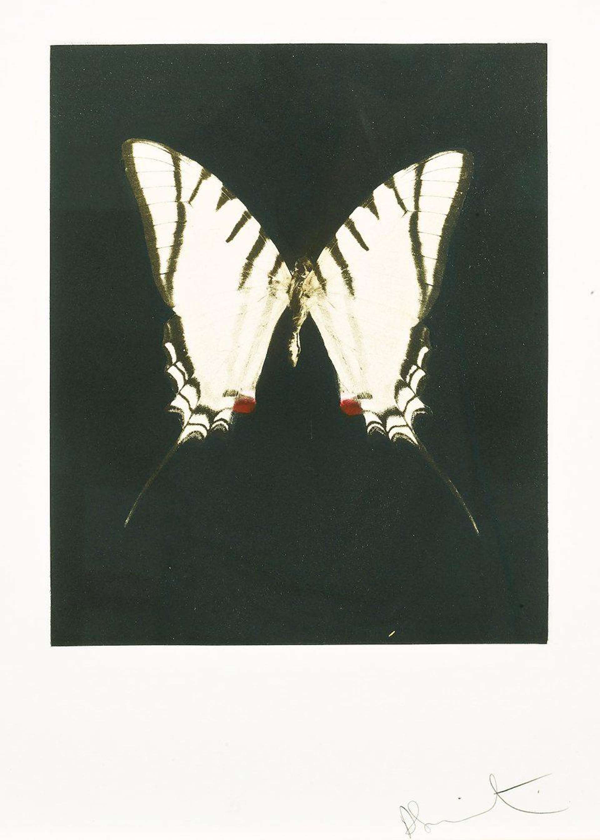 An etching by Damien Hirst depicting a white butterfly with black markings, set against a dark background