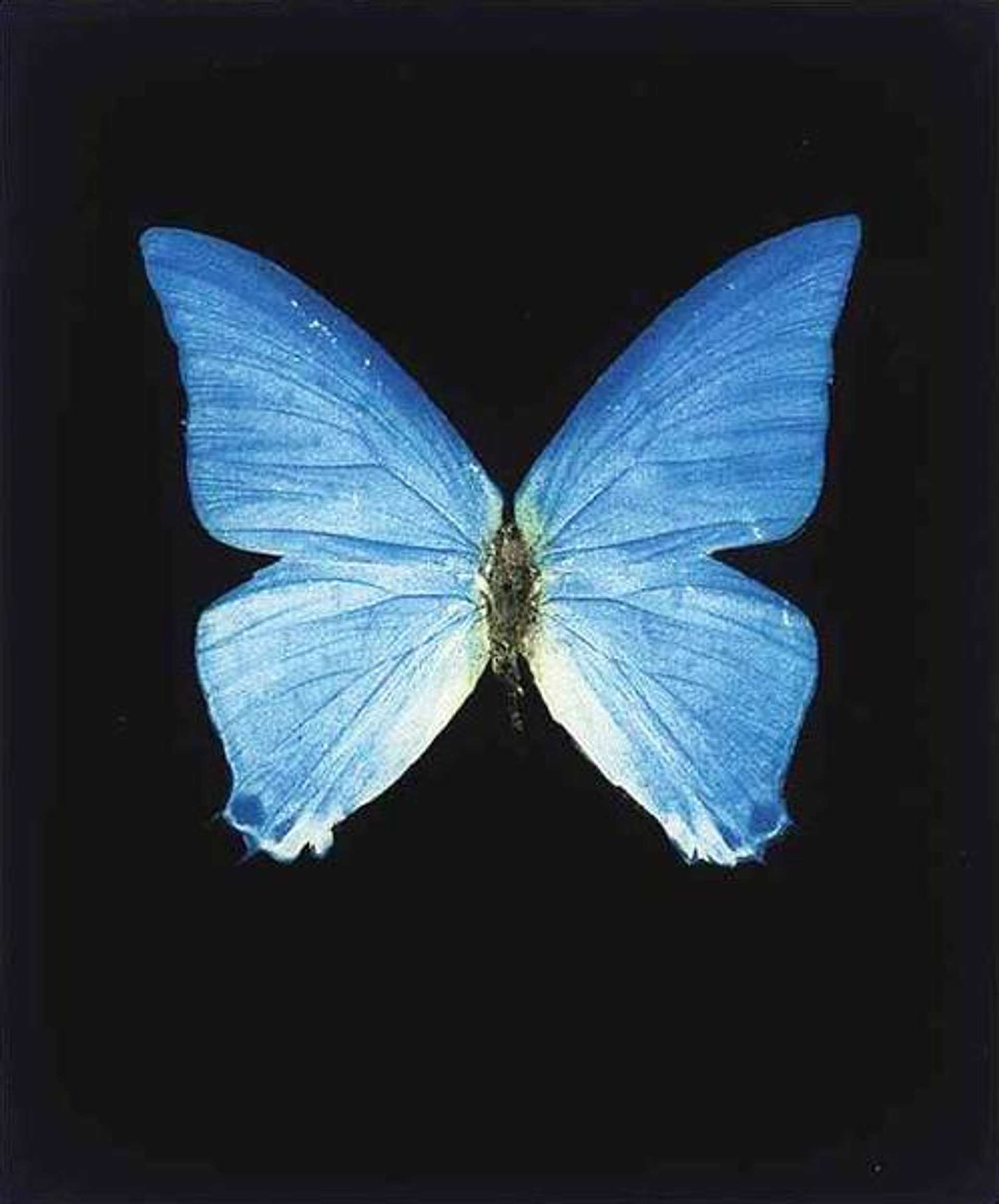 Damien Hirst: Providence - Signed Print
