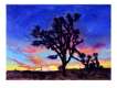 Joshua Tree, Sunrise - Signed Print