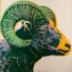 Bighorn Ram (F. & S. II.302) - Signed Print