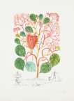 Begonia Anacardium Recordans (Flordali) - Signed Print