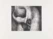 Elephant Skull XIX - Signed Print