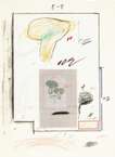 Plate III (from Natural History Part I - Mushrooms) - Signed Print