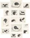 Dog Wall (complete set) - Signed Print