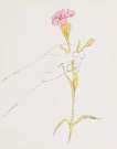 A Gold Book: Hand With Carnation (F. & S. IV.115) - Unsigned Print