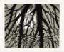 Maurits Cornelis Escher: Rippled Surface - Signed Print