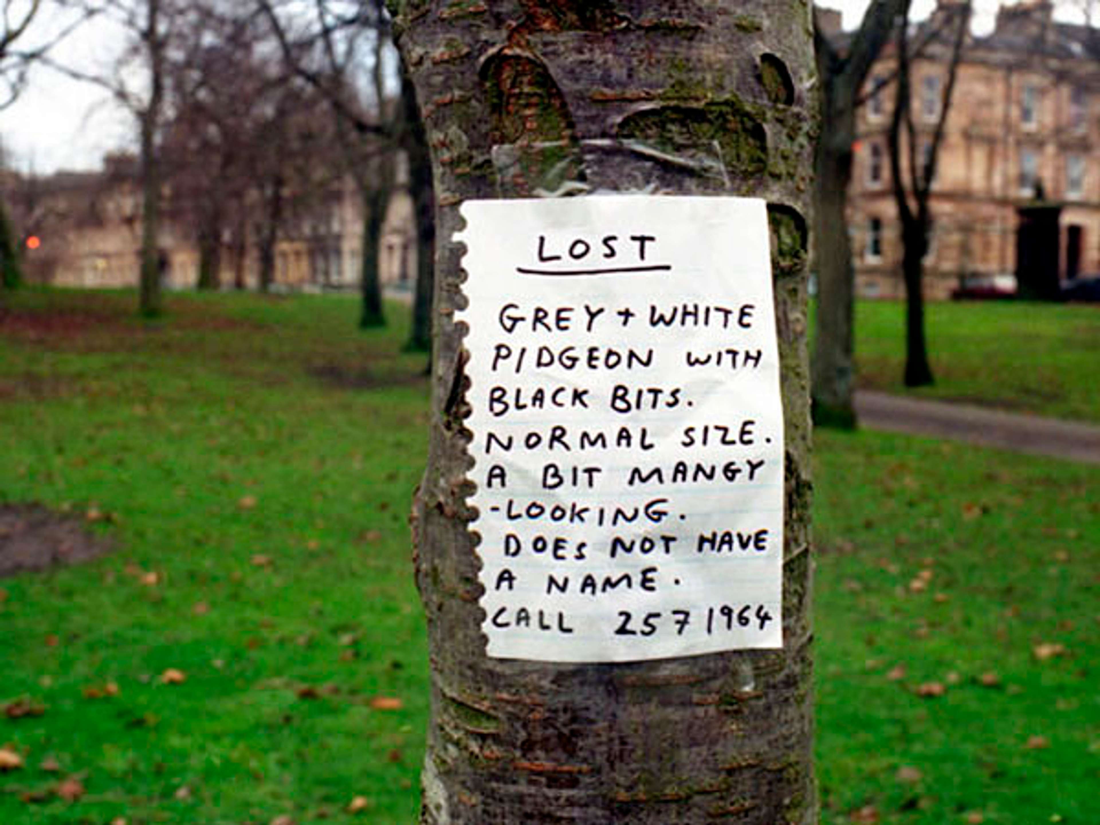 Pigeon Perdu de David Shrigley